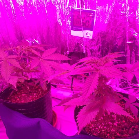 C2 growlog timeline photo