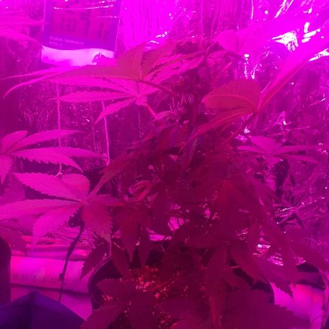C2 growlog photo: Pre y post topping
