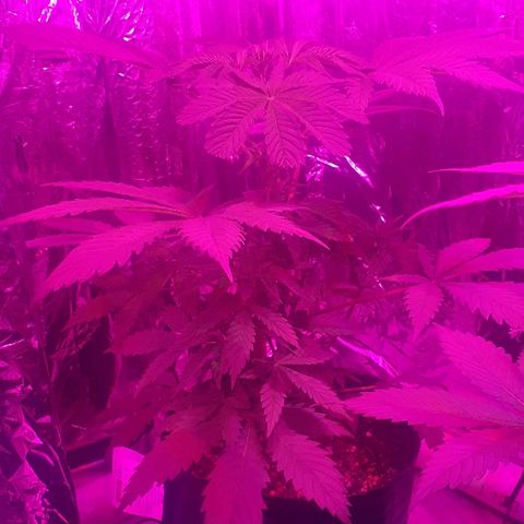 C2 growlog photo: Pre y post topping