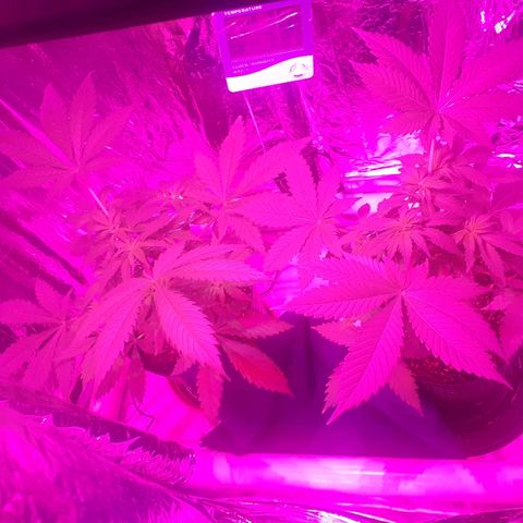 C2 growlog photo: Pre y post topping