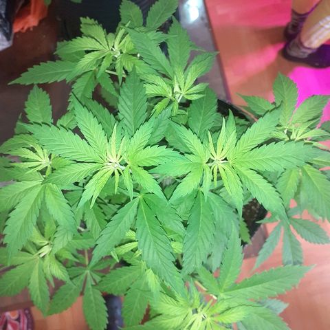 C2 growlog photo: Pre doblado