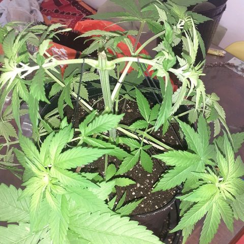 C2 growlog photo: Como quedaron