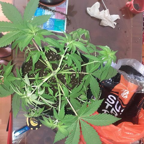 C2 growlog photo: Como quedaron