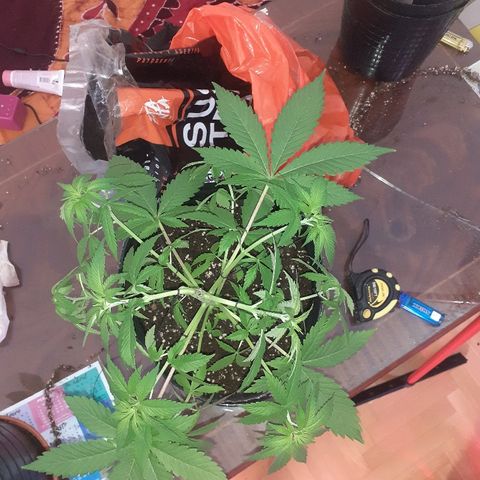 C2 growlog photo: Como quedaron