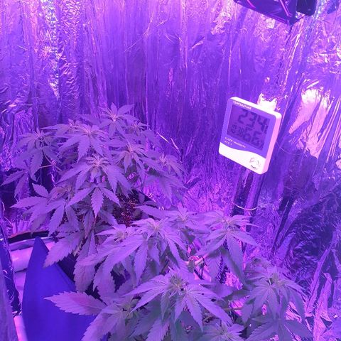 C2 growlog timeline photo