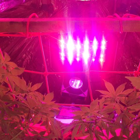 C2 growlog timeline photo