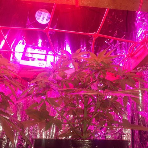 C2 growlog timeline photo