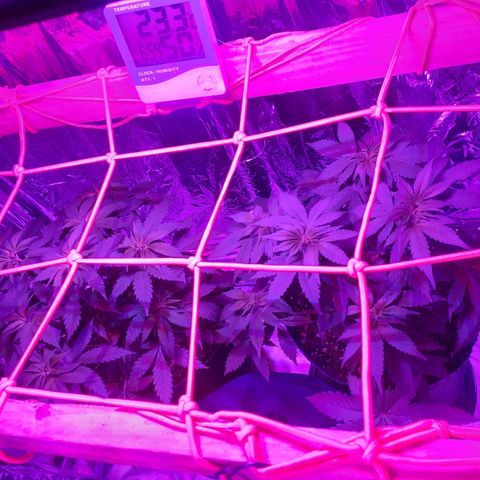 C2 growlog timeline photo