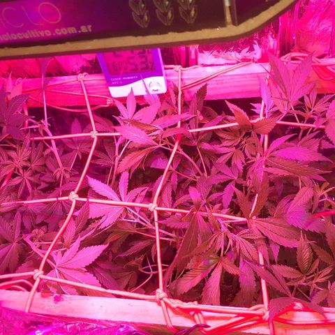 C2 growlog timeline photo