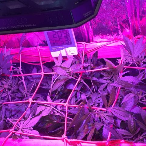 C2 growlog timeline photo