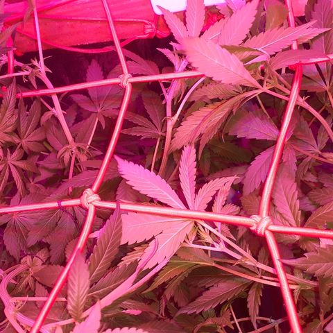 C2 growlog timeline photo