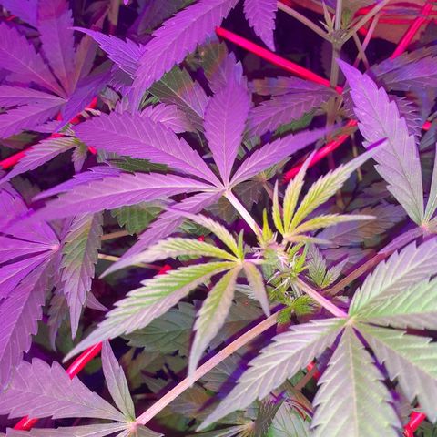 C2 growlog timeline photo