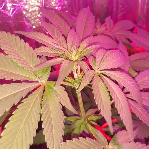 C2 growlog timeline photo