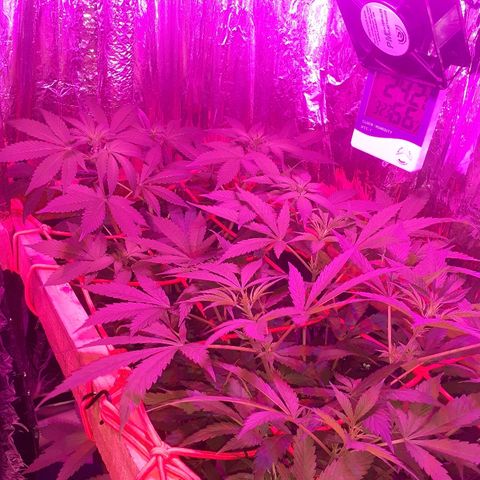 C2 growlog timeline photo