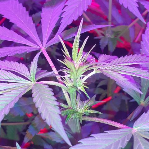 C2 growlog timeline photo