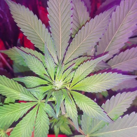 C2 growlog timeline photo