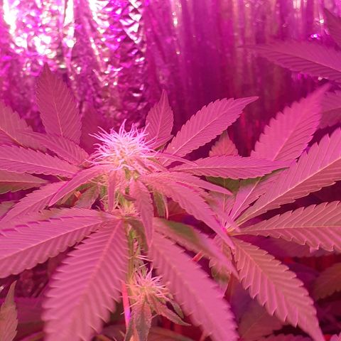 C2 growlog timeline photo