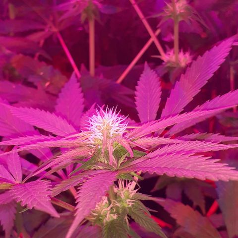 C2 growlog timeline photo
