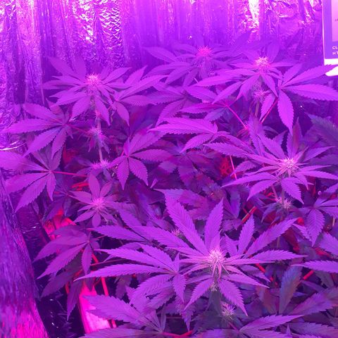 C2 growlog timeline photo