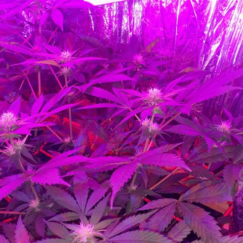 C2 growlog timeline photo