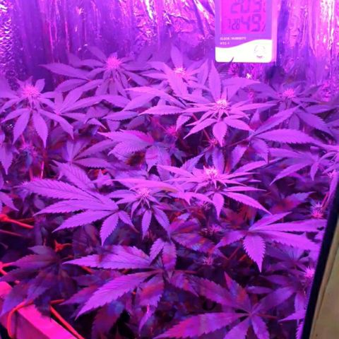 C2 growlog timeline photo