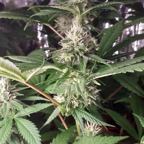 C2 growlog timeline photo