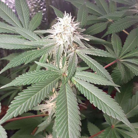 C2 growlog timeline photo