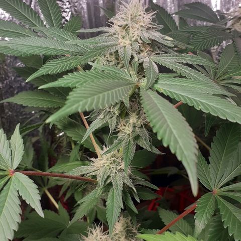 C2 growlog timeline photo
