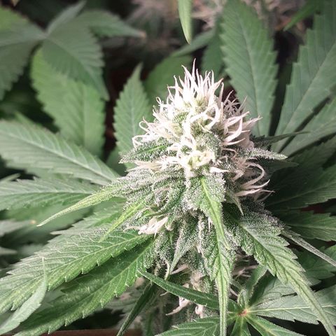 C2 growlog timeline photo