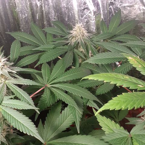 C2 growlog timeline photo