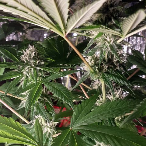 C2 growlog timeline photo