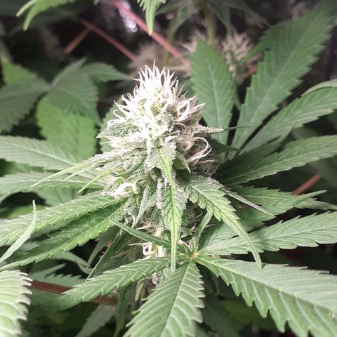 C2 growlog timeline photo