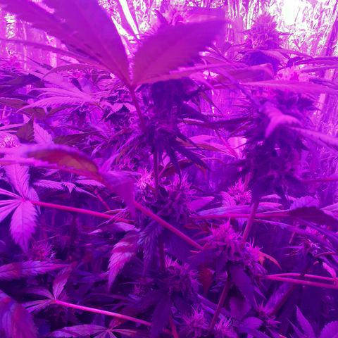 C2 growlog timeline photo