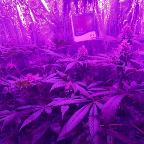 C2 growlog timeline photo