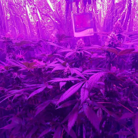 C2 growlog timeline photo