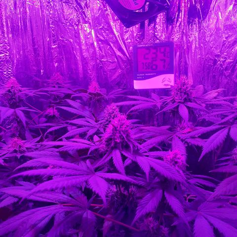 C2 growlog timeline photo