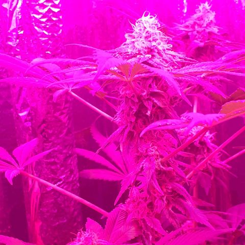 C2 growlog timeline photo