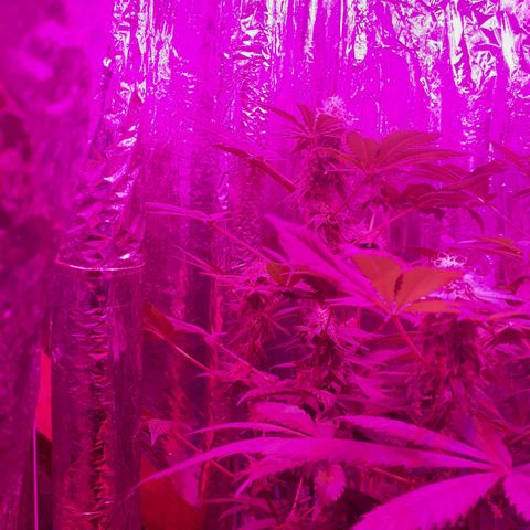 C2 growlog timeline photo