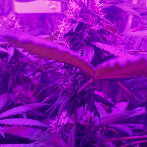 C2 growlog timeline photo