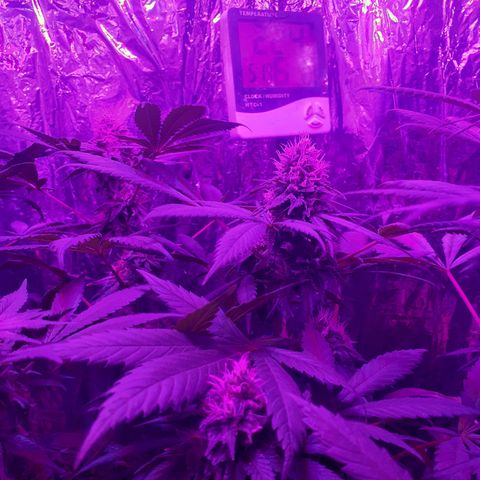 C2 growlog timeline photo