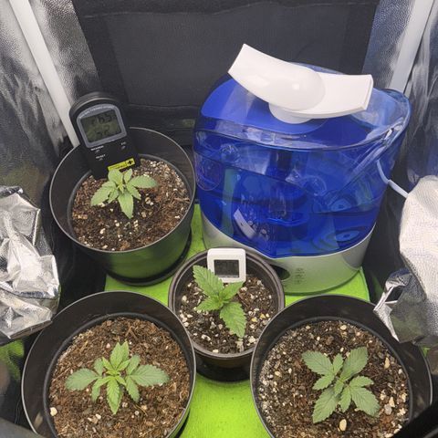 Gelato Auto growlog timeline photo