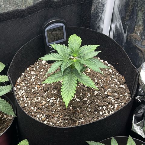 Gelato Auto growlog timeline photo