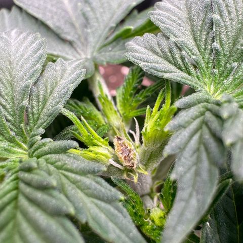 Gelato Auto growlog timeline photo