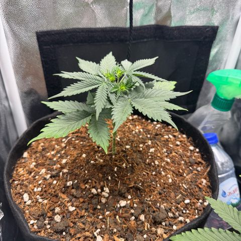 Gelato Auto growlog timeline photo