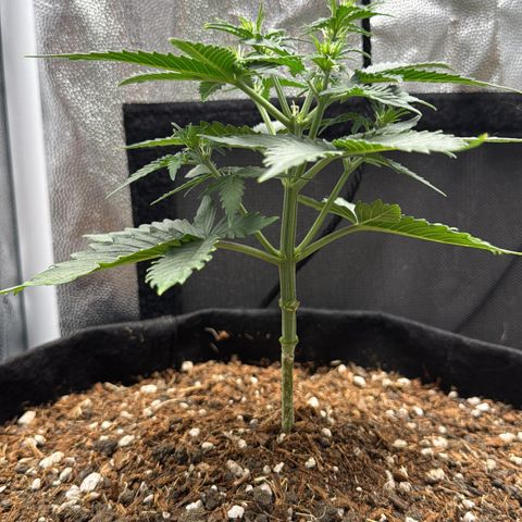 Gelato Auto growlog timeline photo