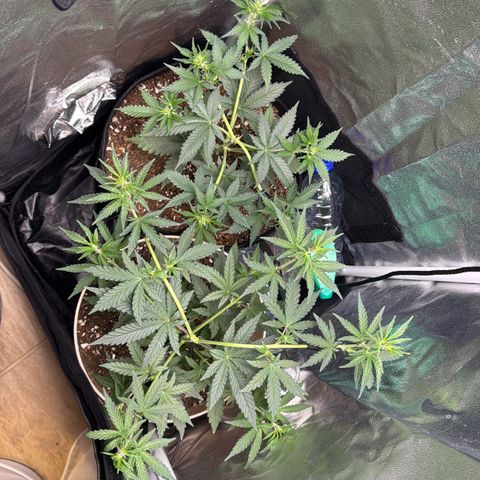 Gelato Auto growlog photo: started lst, kinda late