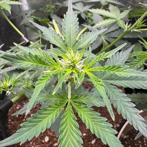 Gelato Auto growlog timeline photo