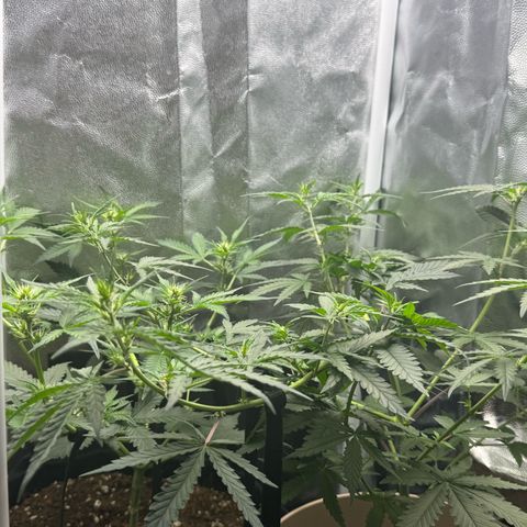 Gelato Auto growlog timeline photo
