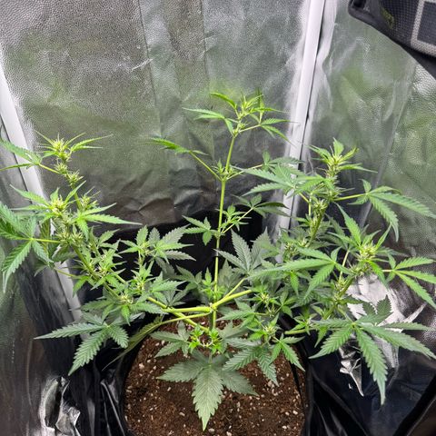 Gelato Auto growlog timeline photo