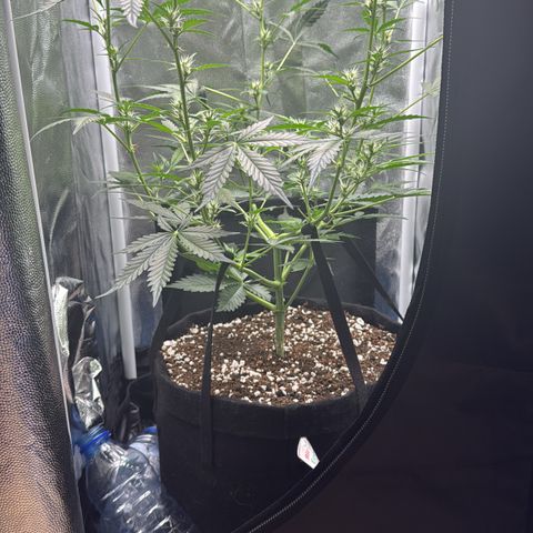 Gelato Auto growlog timeline photo